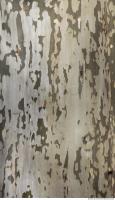 Tree Bark 0019